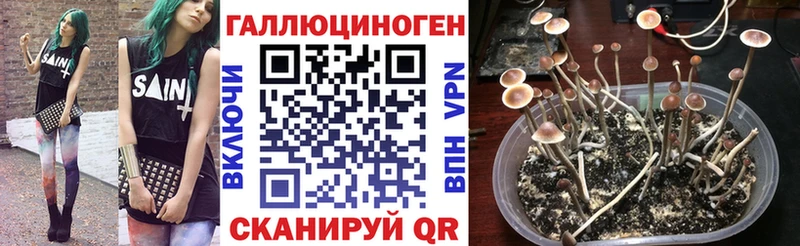Псилоцибиновые грибы мицелий  магазин продажи наркотиков  Кашин 